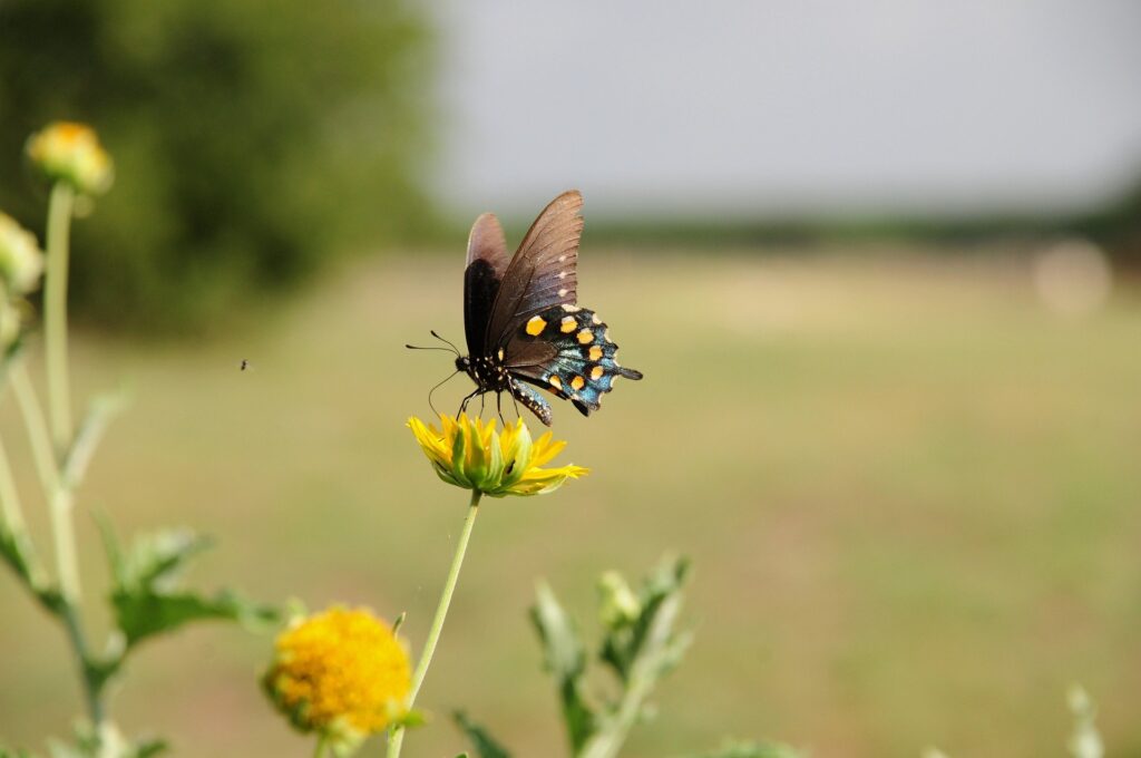 Pradip Ramteke butterfly 9986828 1920